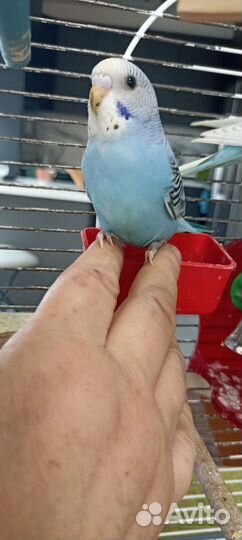 Птенцы волнистых попугаев