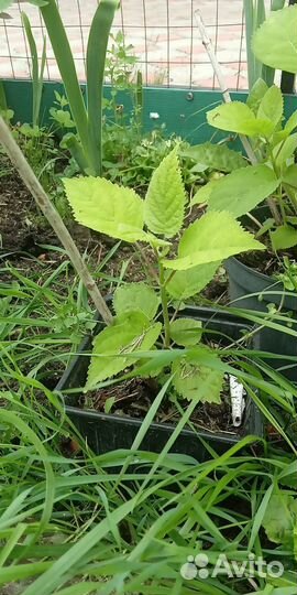 Гортензия древовидная Анабель