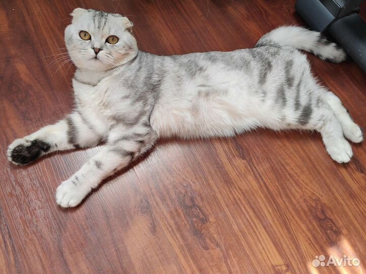 Шотландский вислоухий котёнок