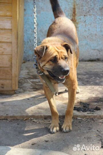 Хороший пес друг и охранник