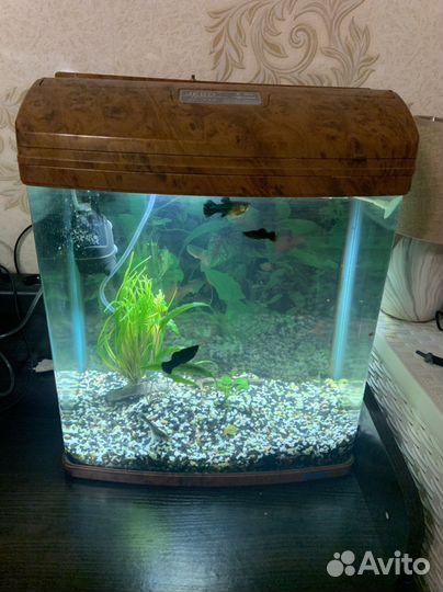 Аквариум