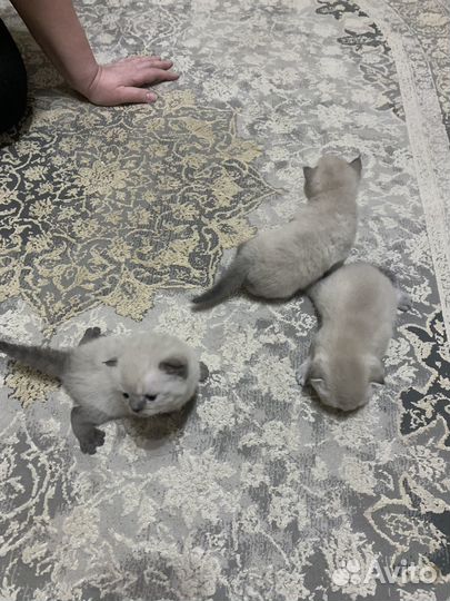 Британские котята