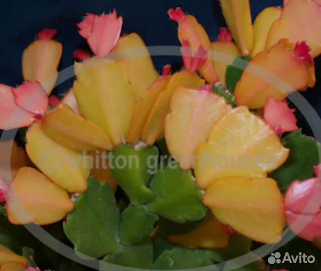 Сортовые декабристы, шлюмбергера