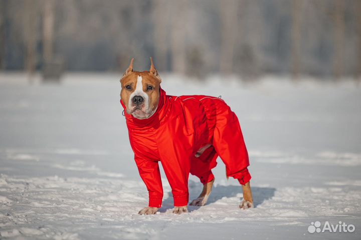 Одежда для собак все размеры