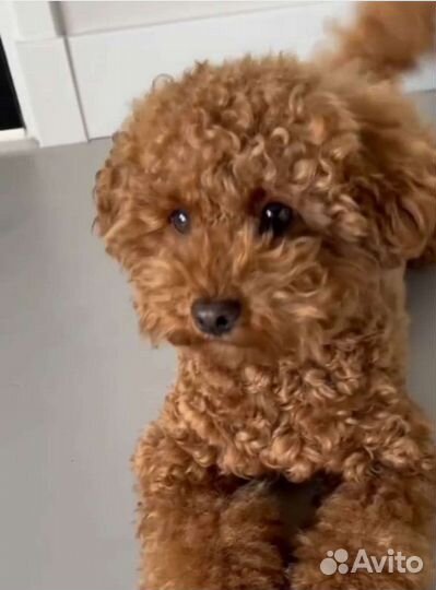 Мальтипу Риччи