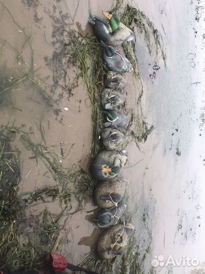 Чучела уток