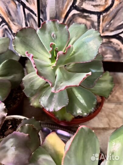 Набор огромных эхеверий