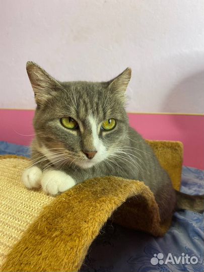 Беспроблемная уютная кошка. Стерил, привита