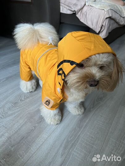 Дождевик для мелких собак