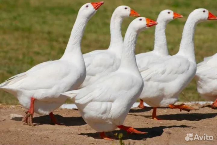 Гуси