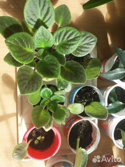 Комнатные растения и цветы