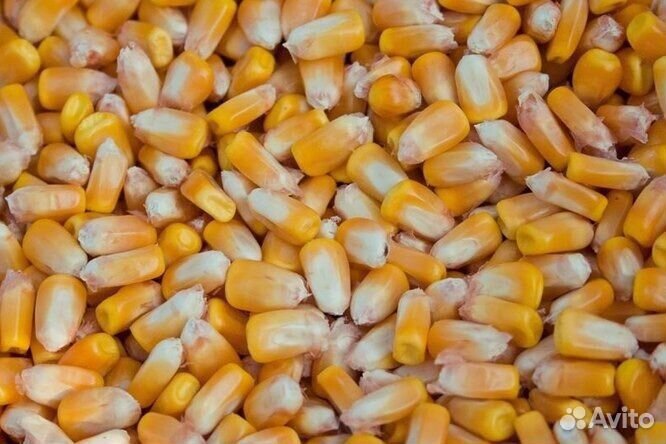 Кукуруза зерно