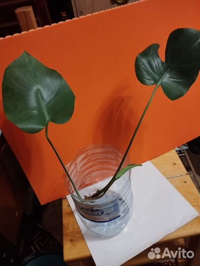 Монстера, олеандр