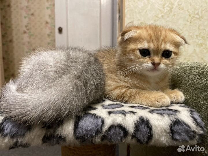 Шотландский кот на вязку