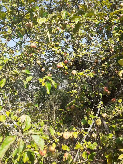 Дача 25 м² на участке 6 сот.