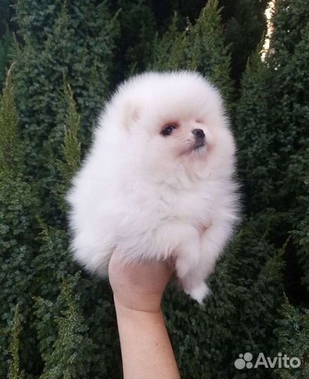Мини Бейбичка девочка Померанский шпиц