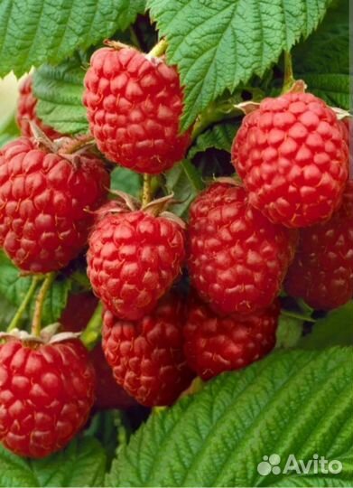 Саженцы ремонтантной Малины