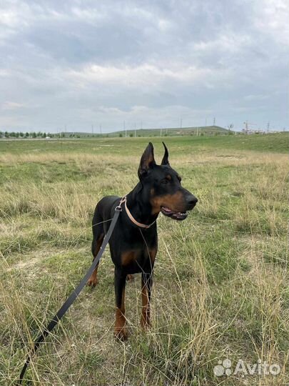 Бронь щенков добермана