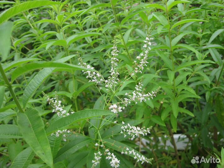 Лаванда,чабрец, вербена лимонная, иссоп и др.)