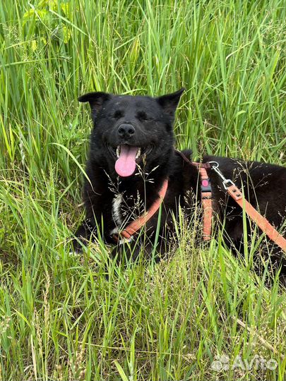Собака из приюта