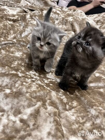 Шотландский котенок мальчик