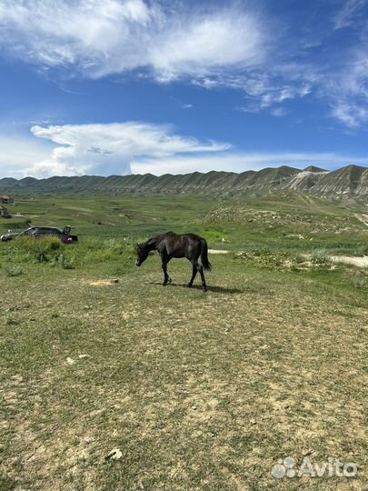 Арабские лошади