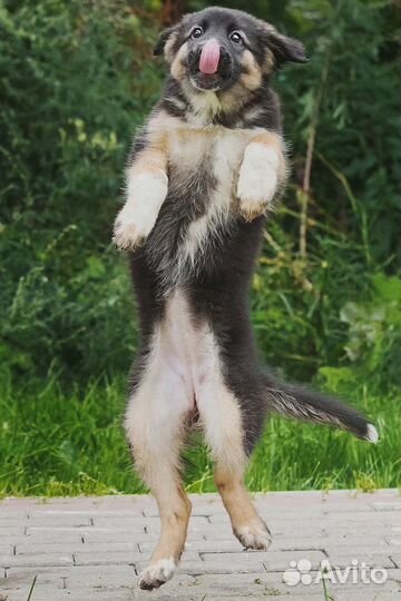 Щенок девочка в добрые руки бесплатно