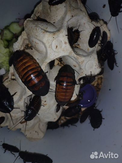 Колорадский жук