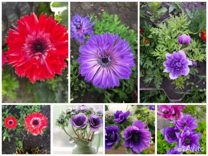 Клубни Корончатых и Махровый Анемонов