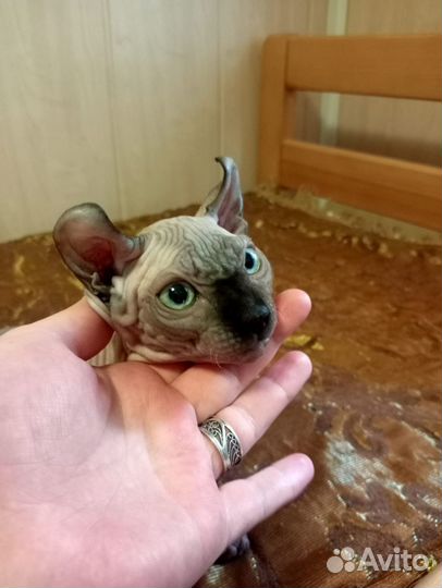 Котенок эльф