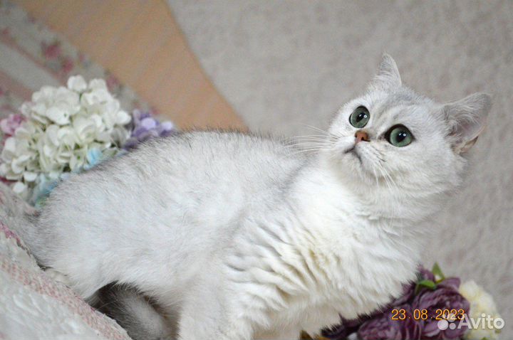 Британские леди