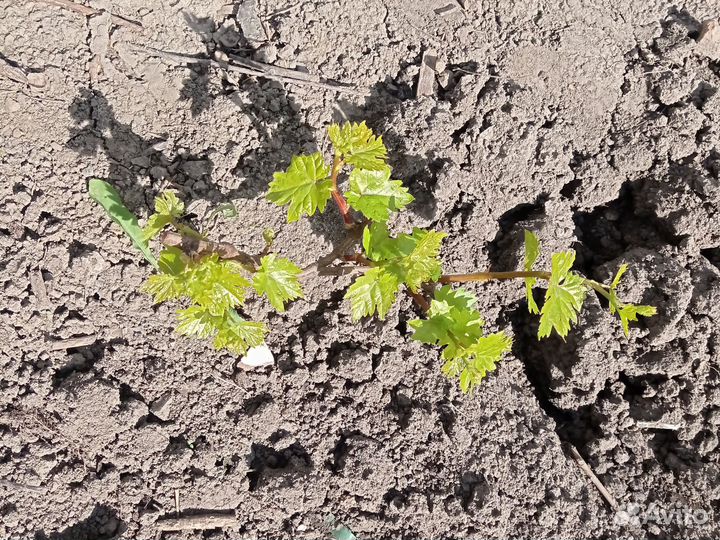 Годовалые саженцы винограда