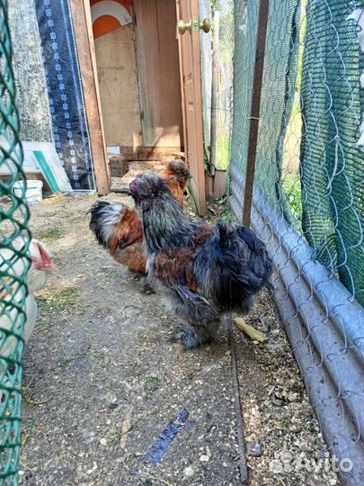 Молодые петушки (китайские шелковые)