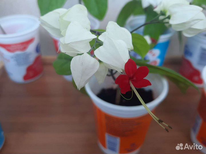 Клеродендрум