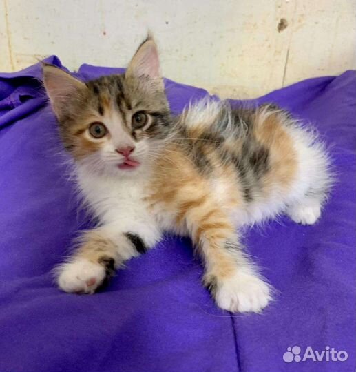 Трёхцветное счастье 2 мес