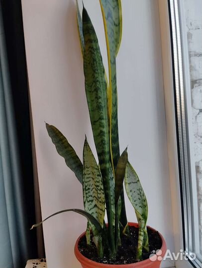 Сансевиерия