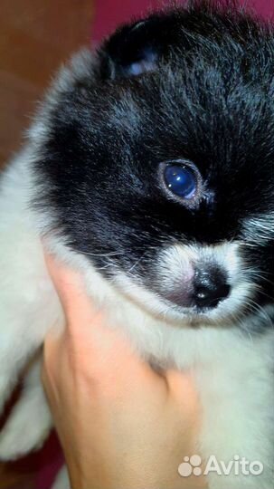 Супер микро кукольный медвежонок шпиц,доставка