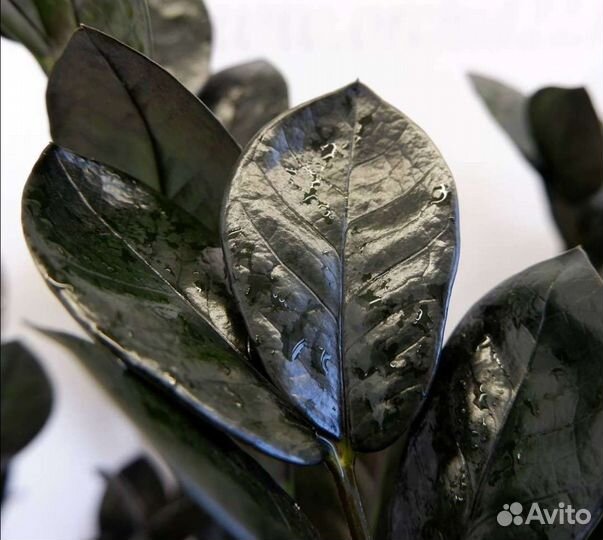 Замиолькас черный равэн