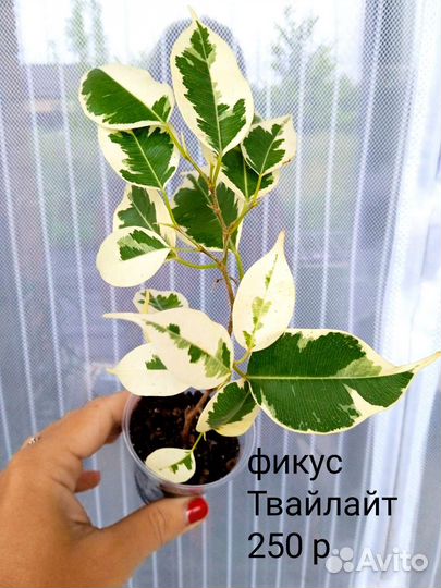 Сортовые фикусы. Часть 1