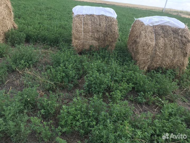 Сено круглые и квадратные тюки. люцерна