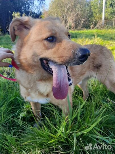 Собачки с приюта ищут дом