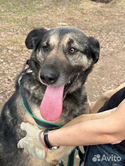 Паштет грустит в приюте