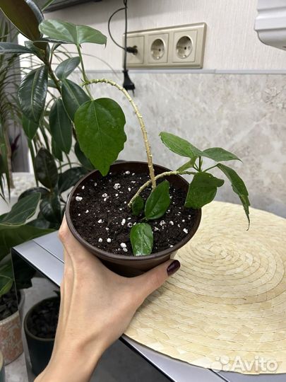 Гибискус китайская роза укорененная