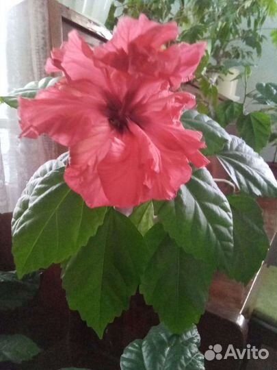 Прекрасная китайская роза (гибискус)