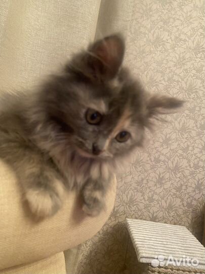 Котенок девочка 4 месяца