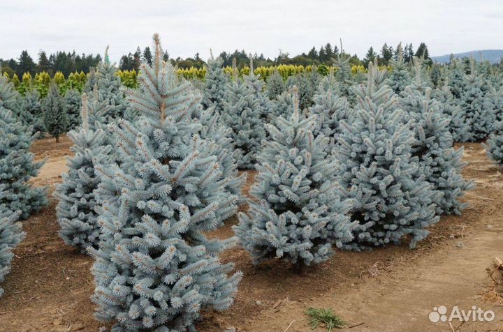 Ель голубая с доставкой