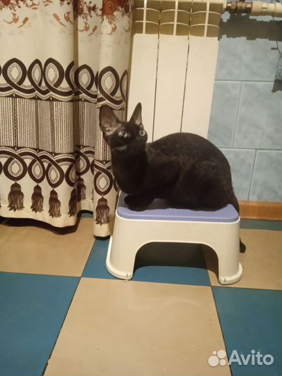 Кудрявый котёнок