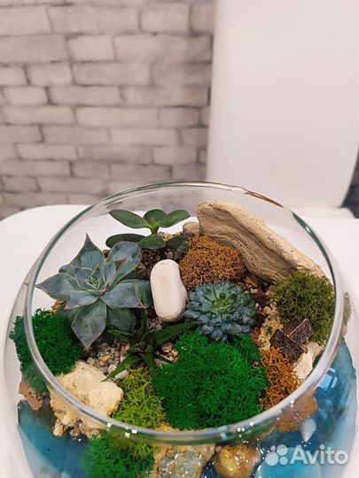 Флорариум. Цветы. Подарок