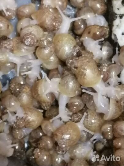 Улитки ахатины большие