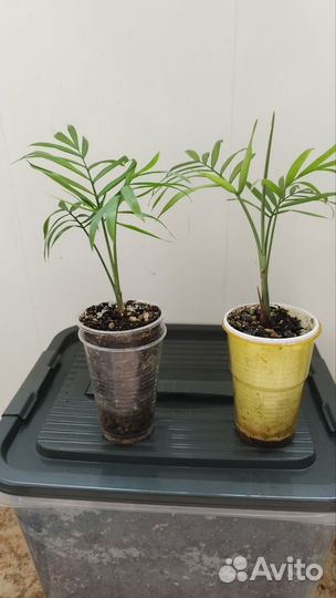 Хамедорея пальма